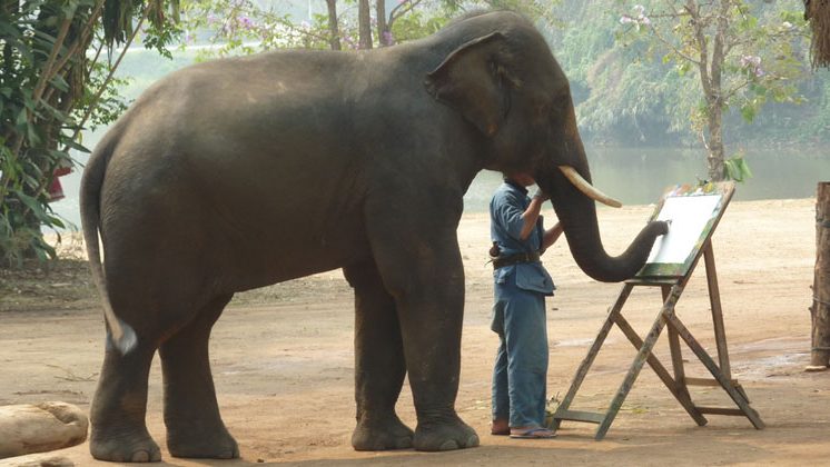 Тайский центр охраны слонов