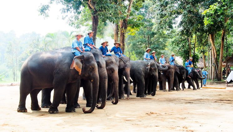 Лагерь для слонов Ban Chang Thai