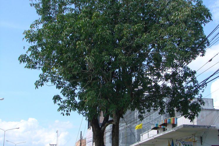 Первое каучуковое дерево в Таиланде